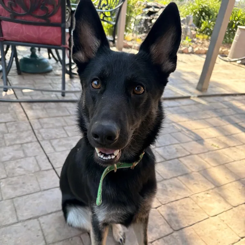 Sheba Very Loyal And thumbnail 2