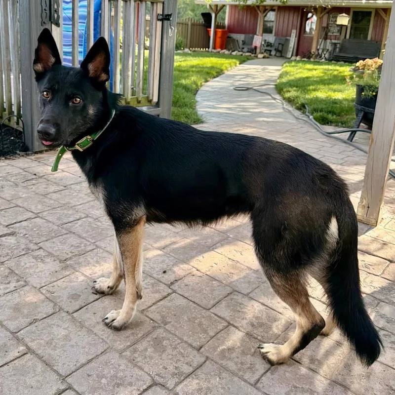 Sheba Very Loyal And thumbnail 4