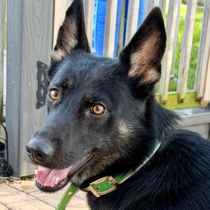 Sheba Very Loyal And thumbnail 5