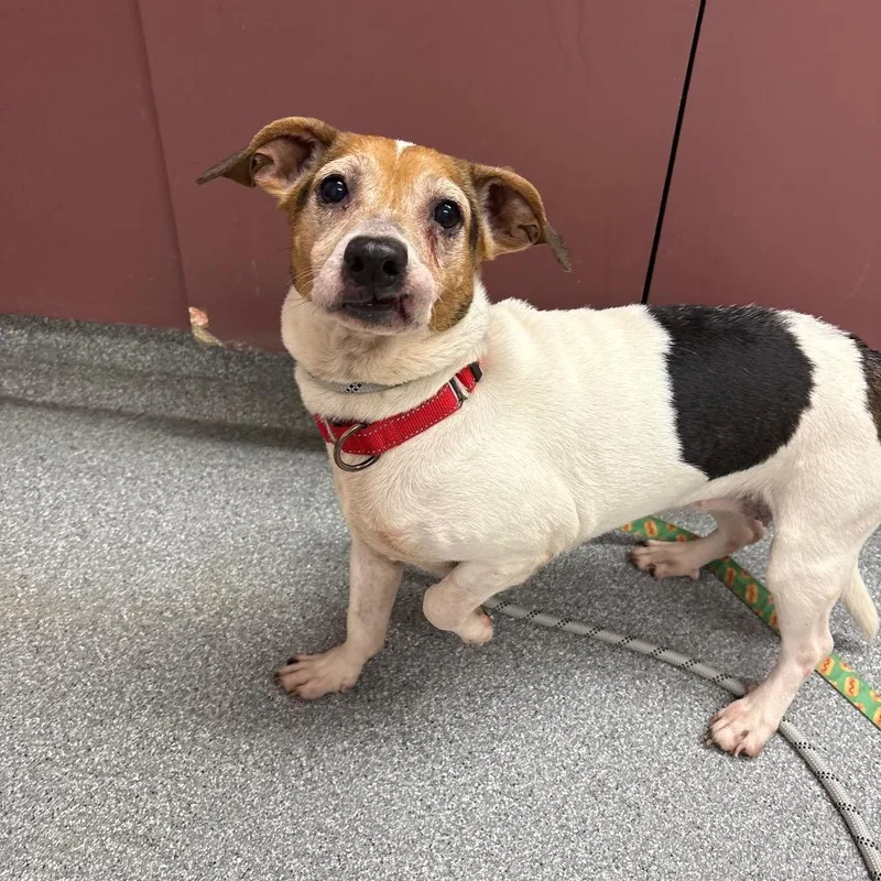 An adult small-sized female White / Cream Jack Russell Terrier dog named Toni for adoption in Batavia, OH