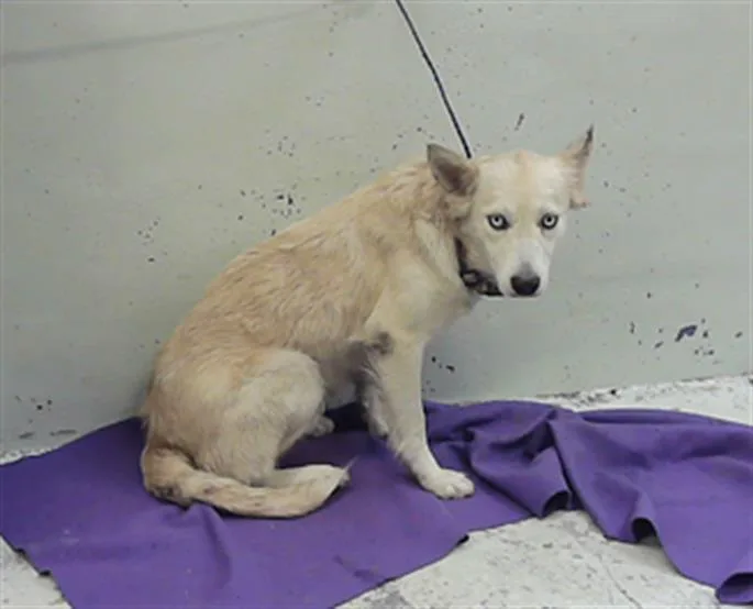 An adult large-sized female German Shepherd Dog dog named Barbie for adoption in Houston, TX
