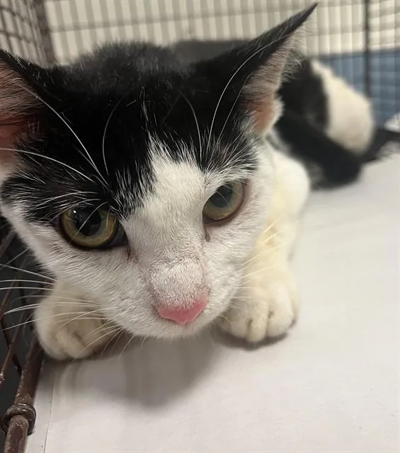 A young medium-sized female Domestic Short Hair cat named Star for adoption in Miami, FL
