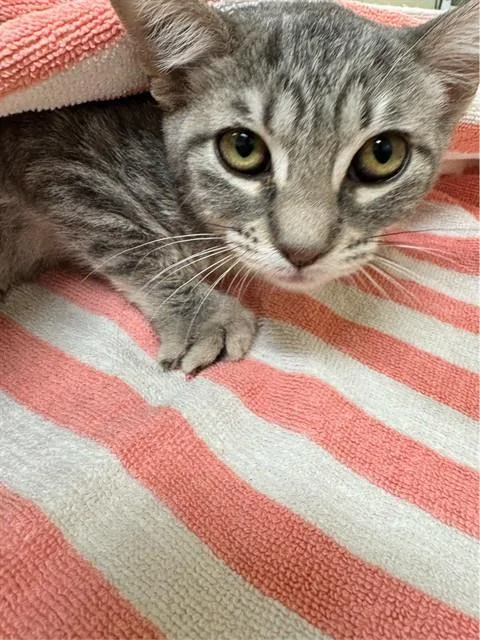 A baby small-sized female Domestic Short Hair cat named Sora for adoption in Fremont, CA