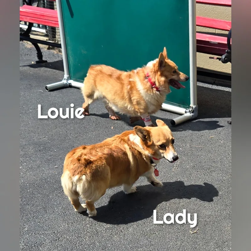 An adult small-sized male Yellow / Tan / Blond / Fawn Corgi dog named Louie for adoption in Fredericksburg, VA