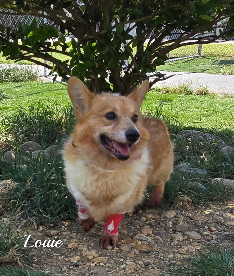 Louie thumbnail 4