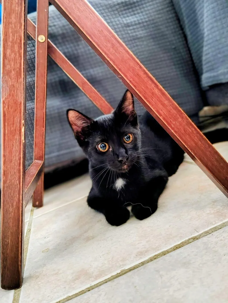 A baby medium-sized male Black Domestic Short Hair cat named Kennedy for adoption in Franklin, MA