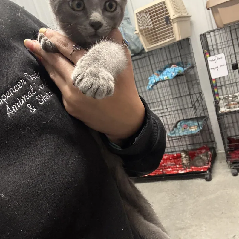 A baby medium-sized male Gray / Blue / Silver Domestic Short Hair cat named Slate for adoption in Taylorsville, KY