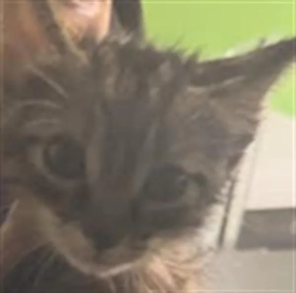 A baby small-sized female Domestic Short Hair cat named Bubba for adoption in Los Angeles, CA