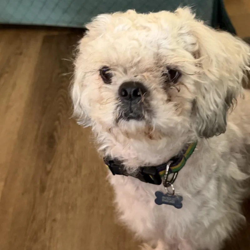 An adult small-sized male White / Cream Maltese dog named Benji for adoption in New Orleans, LA