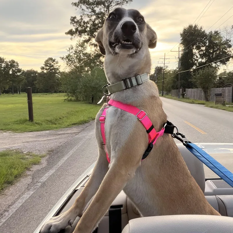 A baby medium-sized female Shepherd dog named Kendall for adoption in Houston, TX