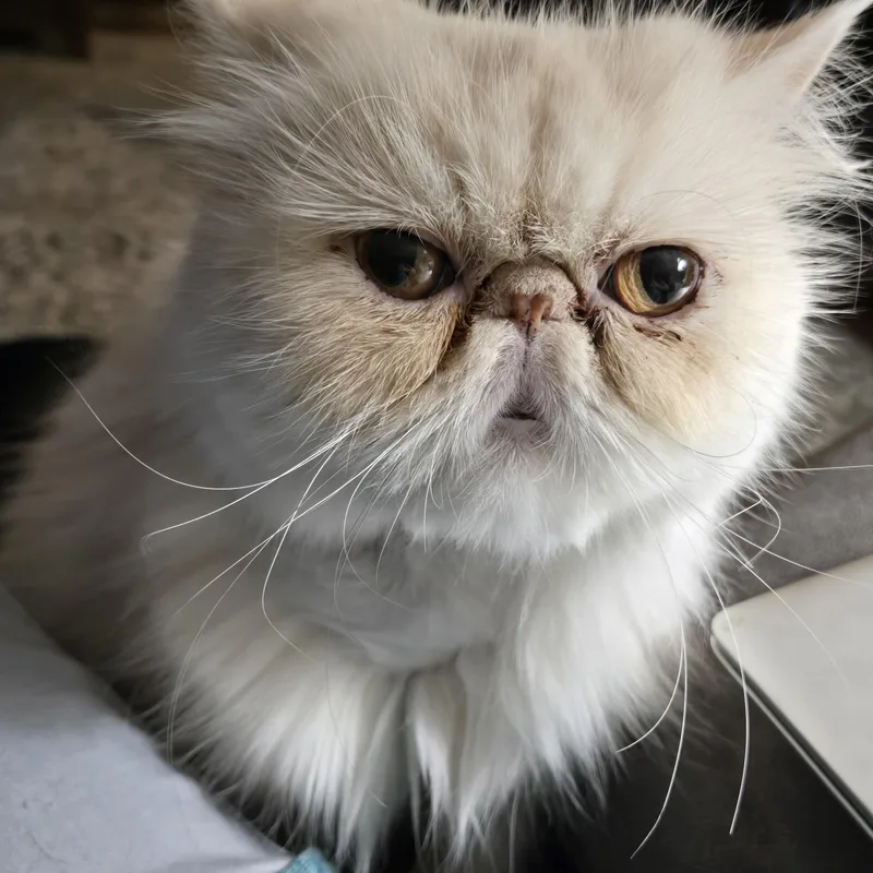 An adult medium-sized female Persian cat named Bonbon for adoption in Albany, NY