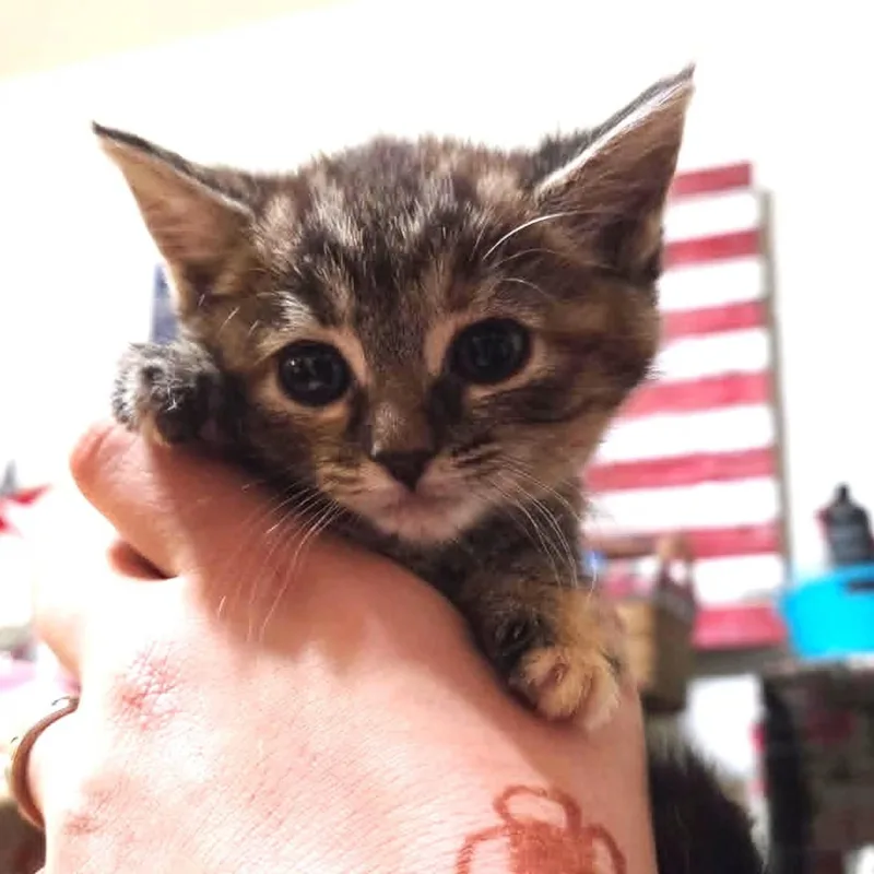 A baby medium-sized male Tabby (Brown / Chocolate) Domestic Short Hair cat named Otto for adoption in Tehachapi, CA