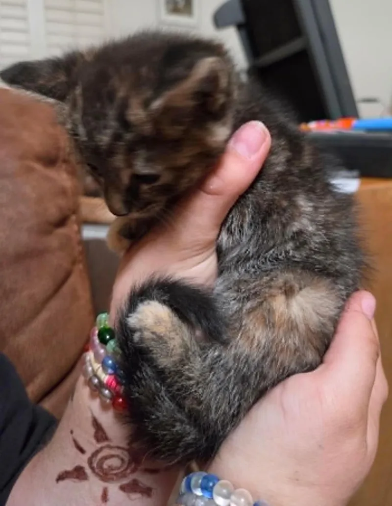 Otto thumbnail 2