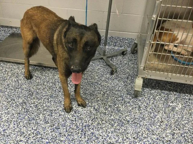 A young large-sized male Belgian Shepherd / Malinois dog named Captain for adoption in Thousand Palms, CA