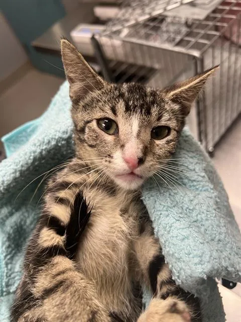 A baby small-sized female Domestic Short Hair cat named Lovely for adoption in Las Vegas, NV