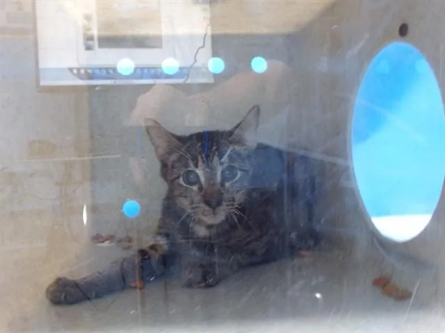 A young medium-sized female Domestic Short Hair cat named Lulu for adoption in Gardena, CA