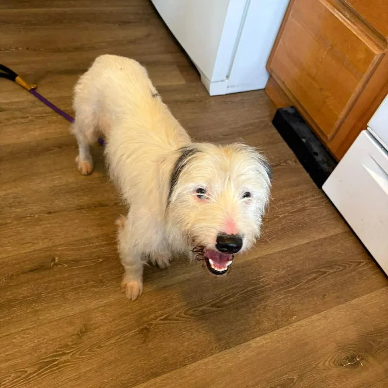 An adult small-sized male White / Cream Maltese dog named Captain for adoption in Tomah, WI