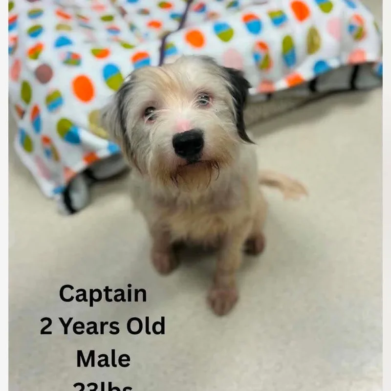 Captain thumbnail 2