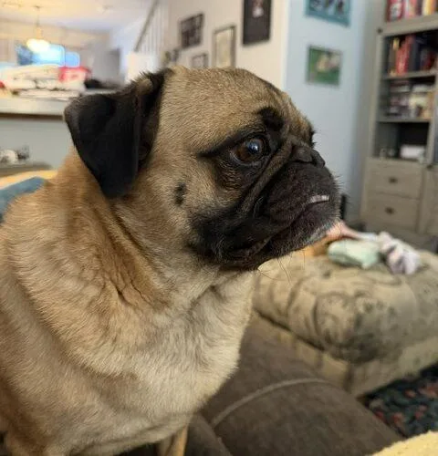 Hugo