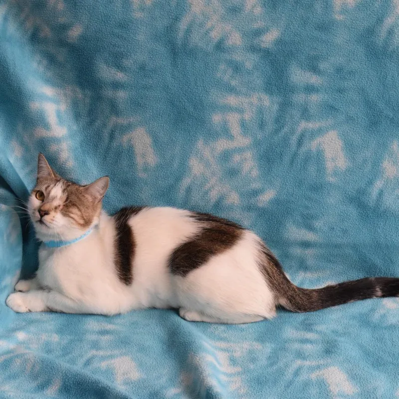Hazel