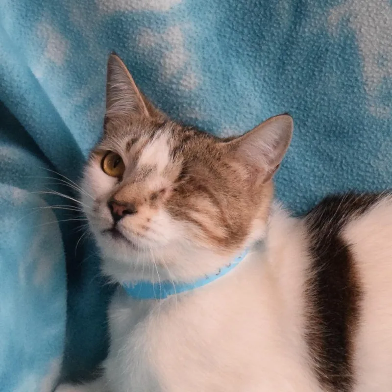 Hazel thumbnail 3