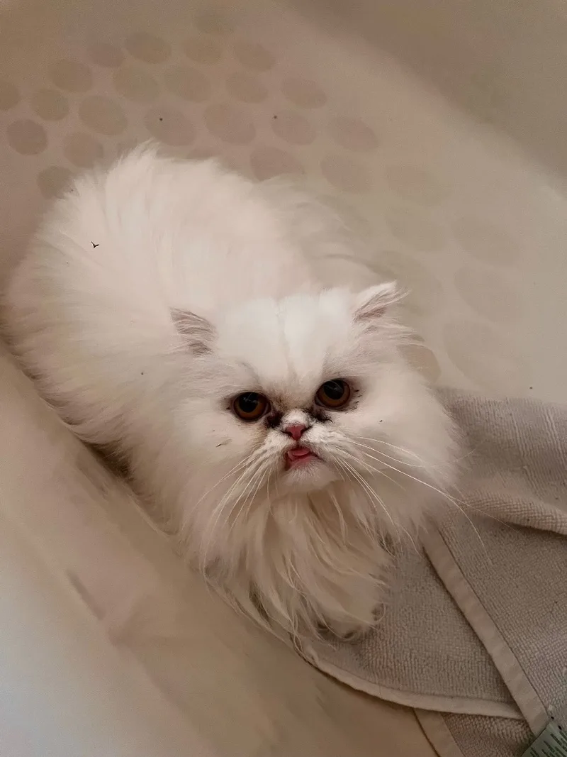 An adult medium-sized female White Persian cat named Axolotyl & Athena for adoption in Willard, UT