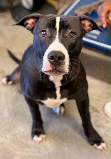 A young large-sized male Pit Bull Terrier dog named Tootie for adoption in Bowling Green, KY
