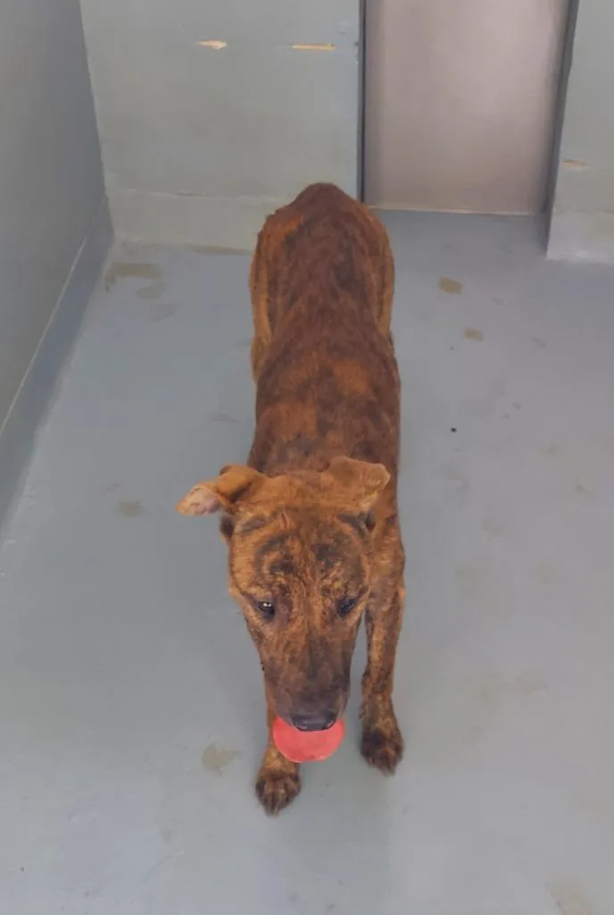 A young large-sized male Mixed Breed dog named Toro for adoption in Cartersville , GA