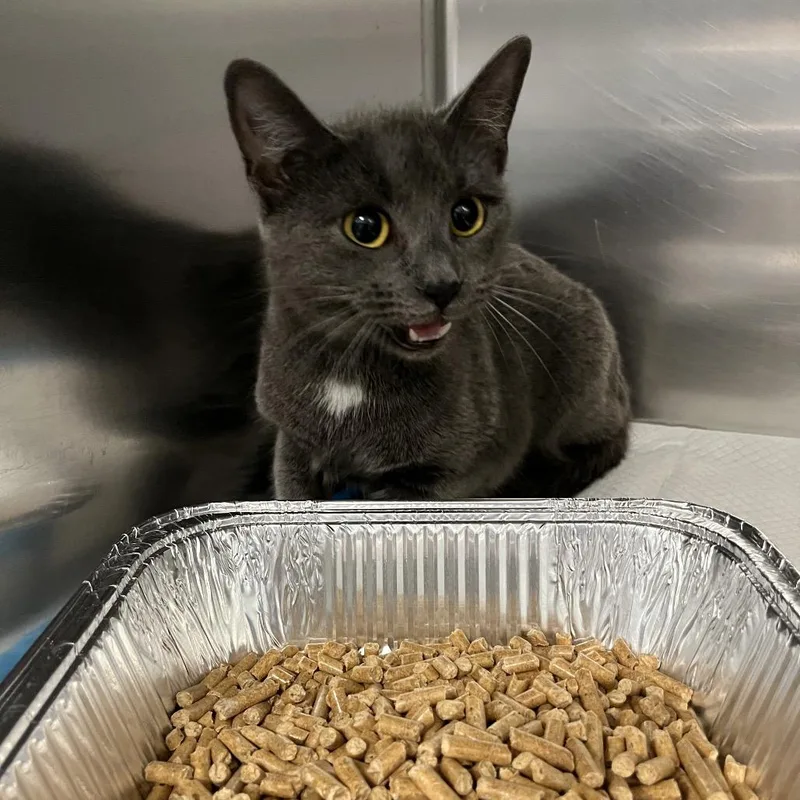 An adult medium-sized female Gray / Blue / Silver Domestic Short Hair cat named Cranberry for adoption in Greensboro, NC