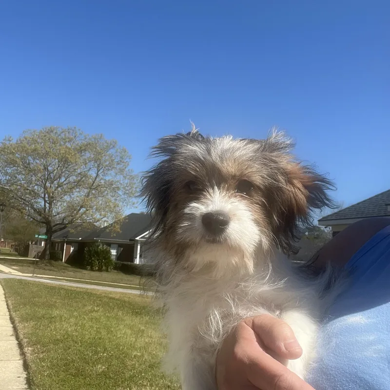 A baby small-sized female White / Cream Shih poo dog named Coco Chanel for adoption in Mobile , AL