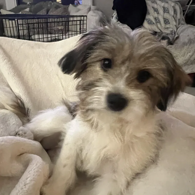 Coco Chanel thumbnail 5