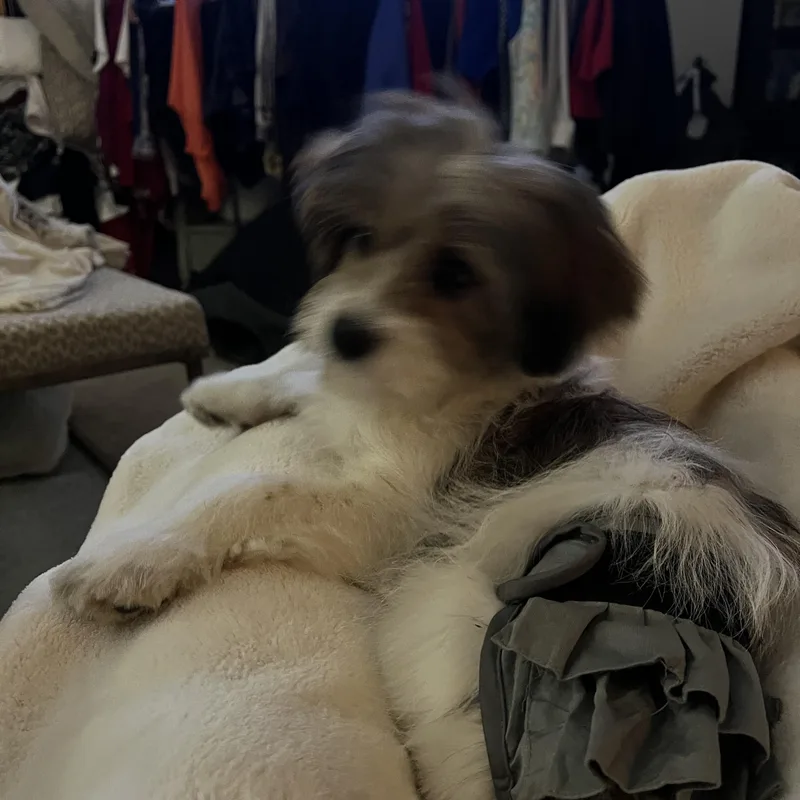 Coco Chanel thumbnail 6