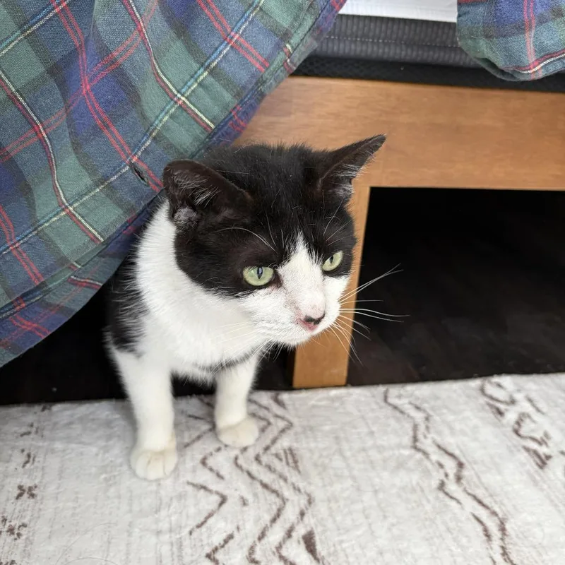 A young medium-sized female Black Domestic Short Hair cat named Sprinkles for adoption in Chicago, IL
