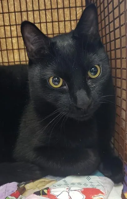 A young small-sized male Domestic Short Hair cat named Dean Aka Jojo Blue for adoption in Tucson, AZ