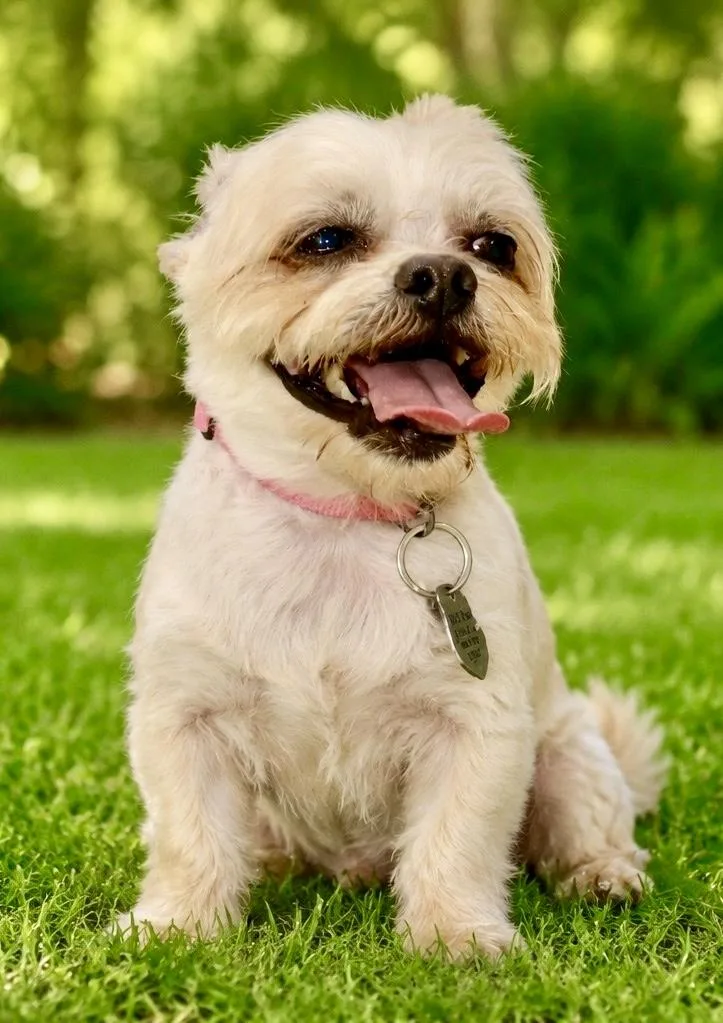 A young small-sized male White / Cream Shih Tzu dog named Chase for adoption in POTOMAC, MD