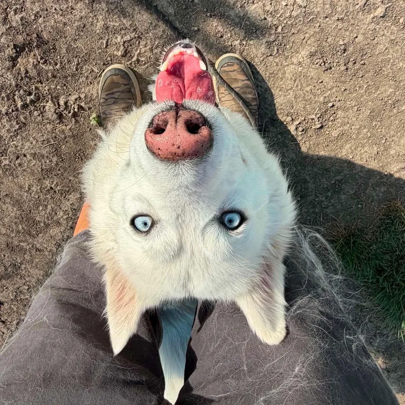 An adult medium-sized female American Eskimo Dog dog named Luna for adoption in Minooka, IL