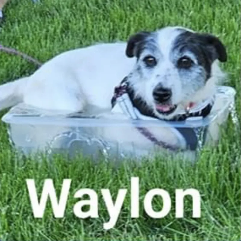 Waylon thumbnail 2