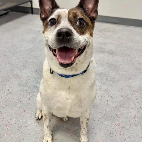 An adult medium-sized male Apricot / Beige Mixed Breed dog named Ace for adoption in Toms River, NJ