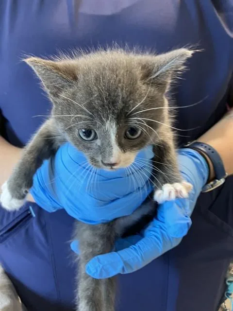 A baby small-sized female Domestic Short Hair cat named August for adoption in Long Beach, CA