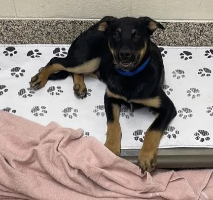 A baby medium-sized male German Shepherd Dog dog named Bear for adoption in Westland, MI
