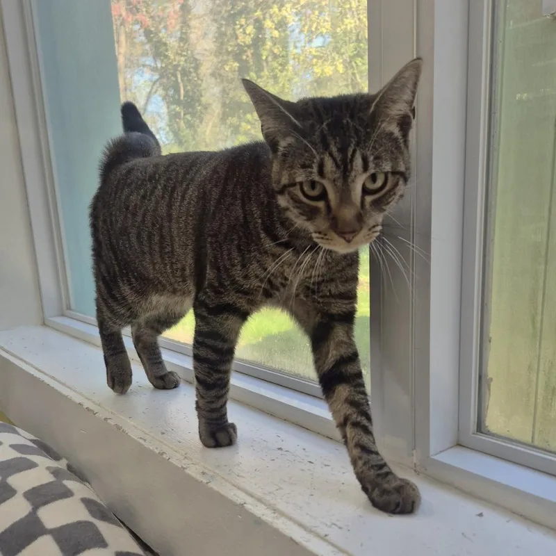 A young large-sized male Domestic Short Hair cat named Lloyd Christmas for adoption in Newark, NJ