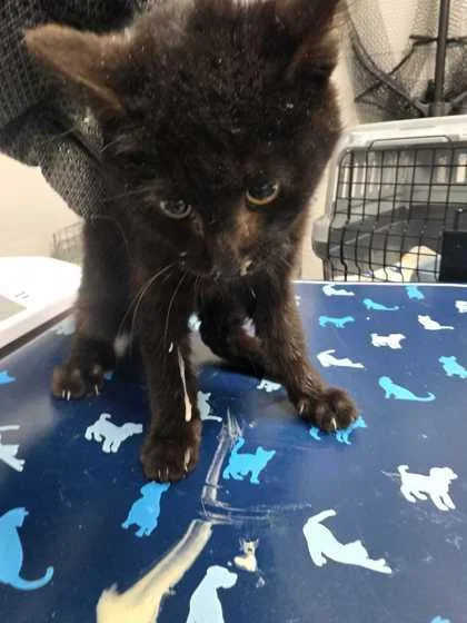 A young small-sized male Domestic Short Hair cat named Smocky for adoption in Sevierville, TN