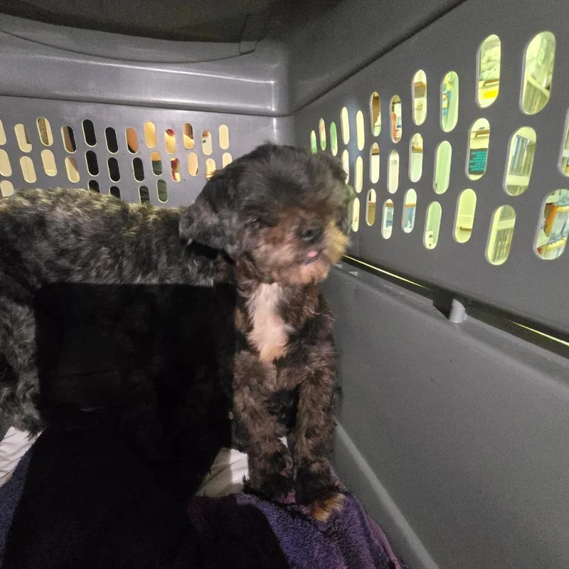 A senior small-sized female Shih Tzu dog named Love for adoption in Hinesville, GA