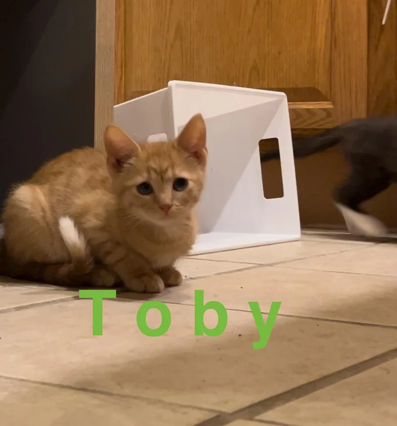 An adult medium-sized male Domestic Short Hair cat named Tobyb. for adoption in Peoria, IL