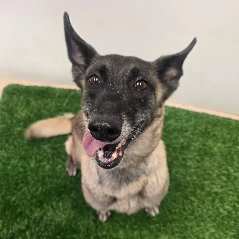 A senior medium-sized female Sable Belgian Shepherd / Malinois dog named Edna for adoption in Columbia, MO