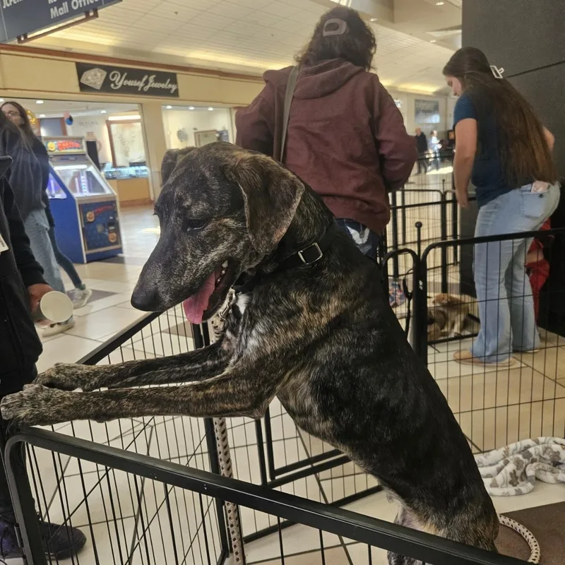 A young medium-sized female Dalmatian dog named Nova for adoption in tannersville, PA
