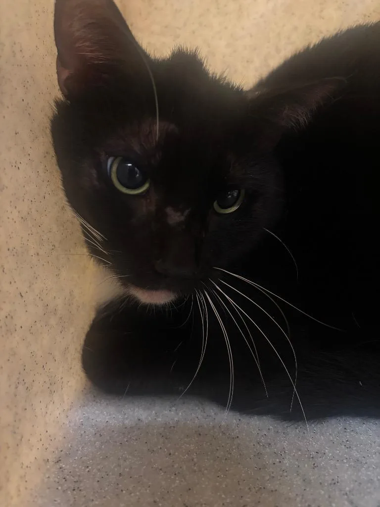 A young medium-sized male Domestic Short Hair cat named Krillin for adoption in Douglasville, GA