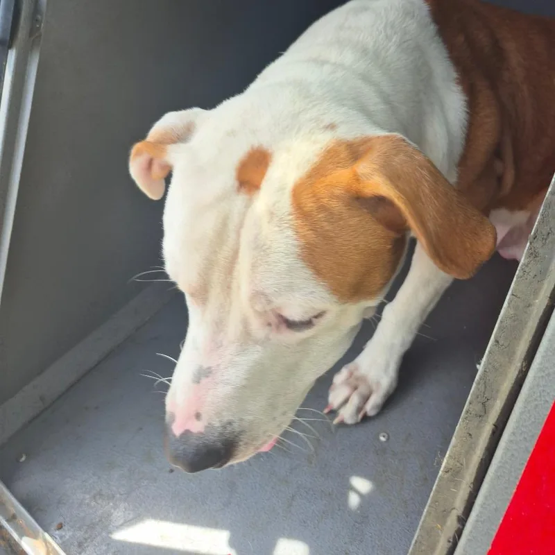 An adult medium-sized male Terrier dog named Derrick for adoption in Montgomery, AL