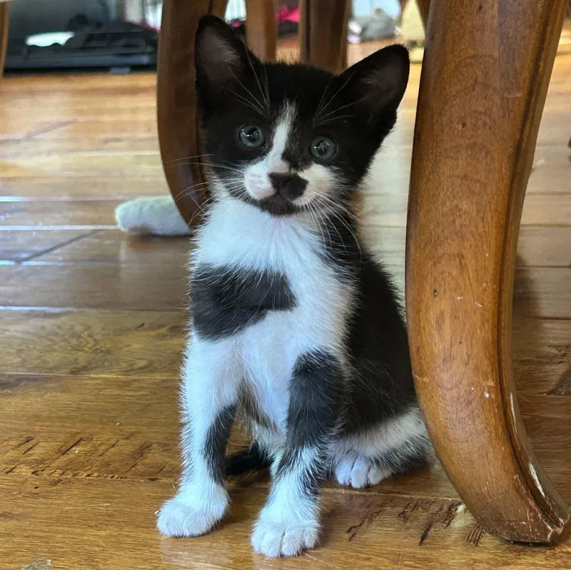 A baby medium-sized male Black & White / Tuxedo American Shorthair cat named Chip for adoption in Santa Monica, CA