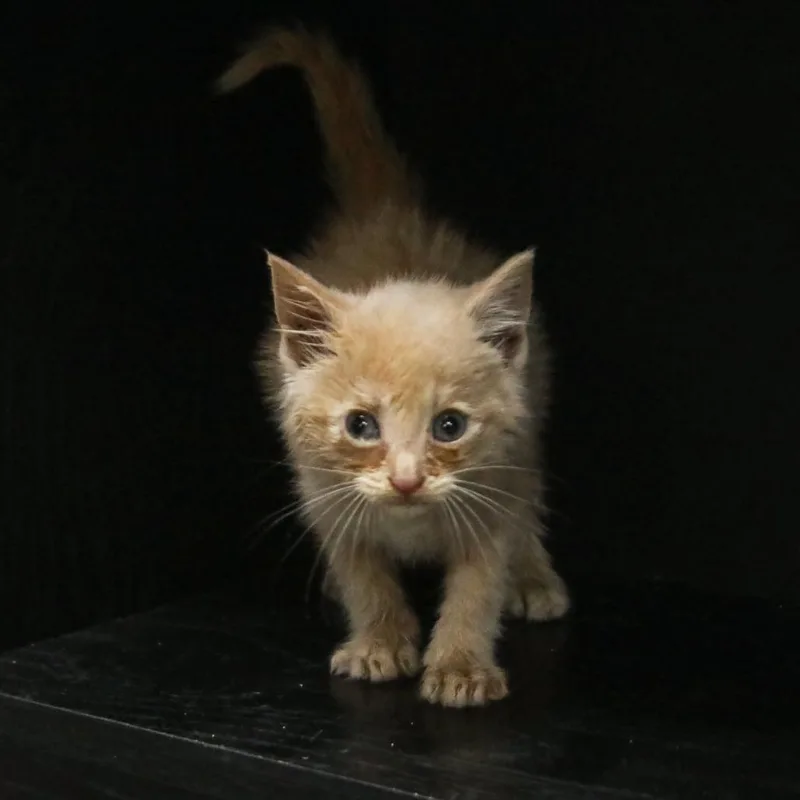 A baby small-sized male Buff / Tan / Fawn Domestic Short Hair cat named Curry for adoption in Madisonville, KY